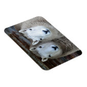 Magnet Flexible Moutons à Paris ! (Côté Droit)