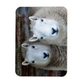 Magnet Flexible Moutons à Paris ! (Vertical)