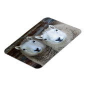 Magnet Flexible Moutons à Paris ! (Côté Gauche)