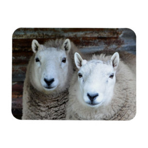 Magnet Flexible Moutons dans les paires !
