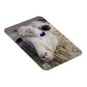 Magnet Flexible Moutons drôles (Côté Droit)