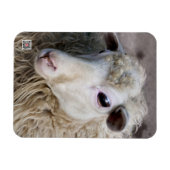 Magnet Flexible Moutons drôles (Horizontal)