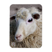 Magnet Flexible Moutons drôles (Vertical)