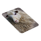 Magnet Flexible Moutons drôles (Côté Droit)