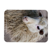 Magnet Flexible Moutons drôles (Horizontal)