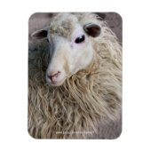 Magnet Flexible Moutons drôles (Vertical)