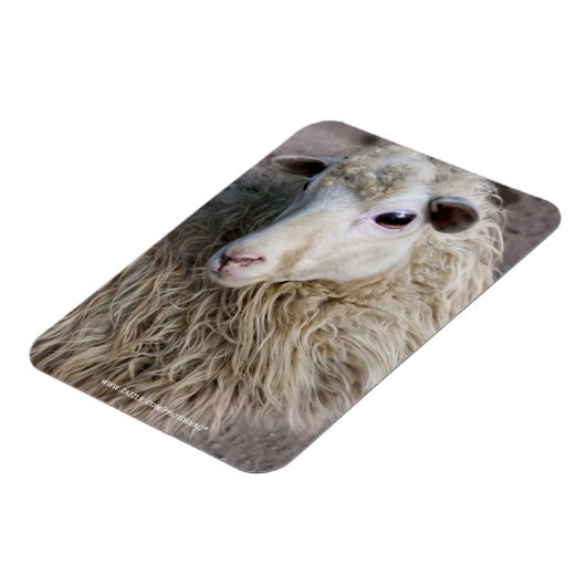 Magnet Flexible Moutons drôles (Côté Gauche)