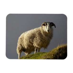 Magnet Flexible Moutons, péninsule de Trotternish, île de Skye,