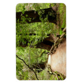 Magnet Flexible Muir Woods Path II Nature Photography (Vertical)
