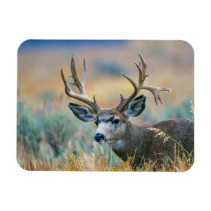 Magnet Flexible Mule Deer Buck   Parc national du Grand Teton Wyom