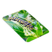 Magnet Flexible Munching Monarch Caterpillar (Côté Droit)