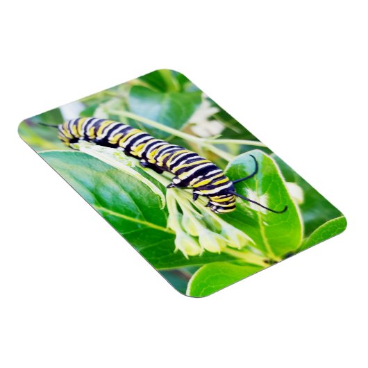 Magnet Flexible Munching Monarch Caterpillar (Côté Droit)