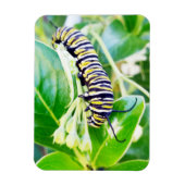 Magnet Flexible Munching Monarch Caterpillar (Vertical)