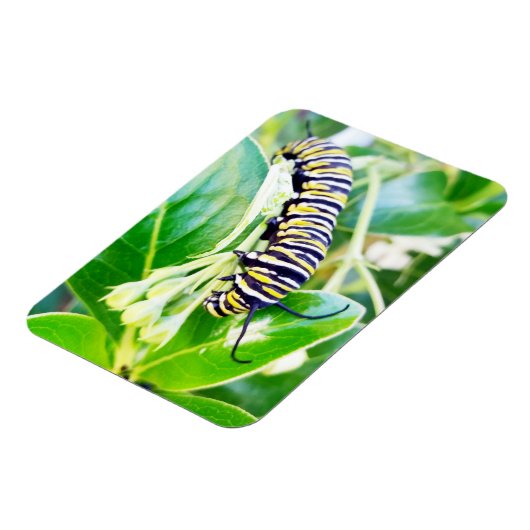 Magnet Flexible Munching Monarch Caterpillar (Côté Gauche)