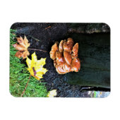 Magnet Flexible Mushrooms on a tree, Oregon (Horizontal)