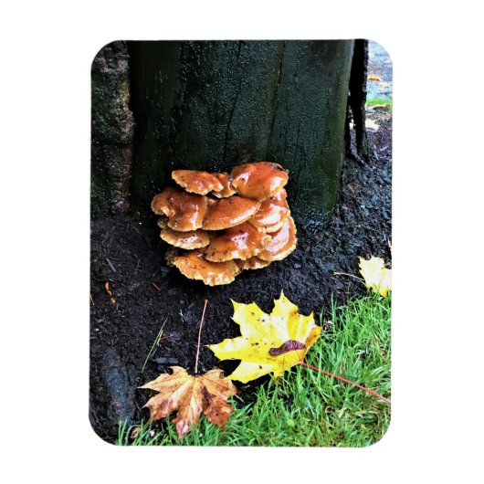 Magnet Flexible Mushrooms on a tree, Oregon (Vertical)