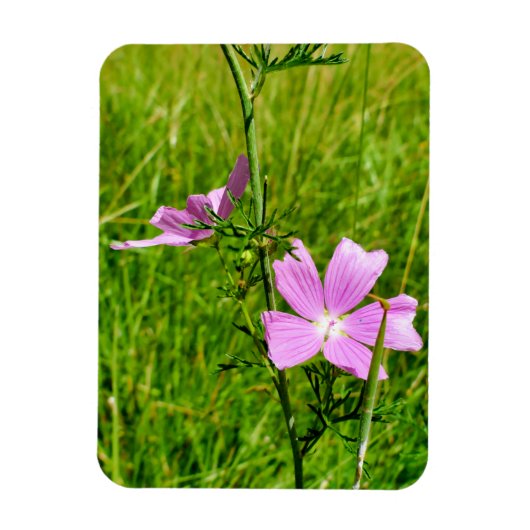 Magnet Flexible Musk-mallow (Vertical)