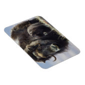 Magnet Flexible Musk Ox with Calf (Côté Droit)