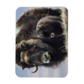 Magnet Flexible Musk Ox with Calf (Vertical)