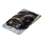 Magnet Flexible Musk Ox with Calf (Côté Gauche)