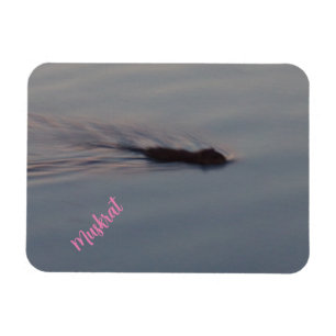 Magnet Flexible Muskrat dans le Minnesota aimant flexible