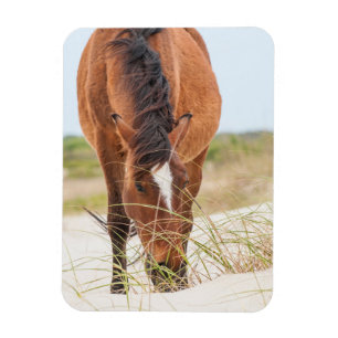 Magnet Flexible Mustangs sauvages ou chevaux Banker