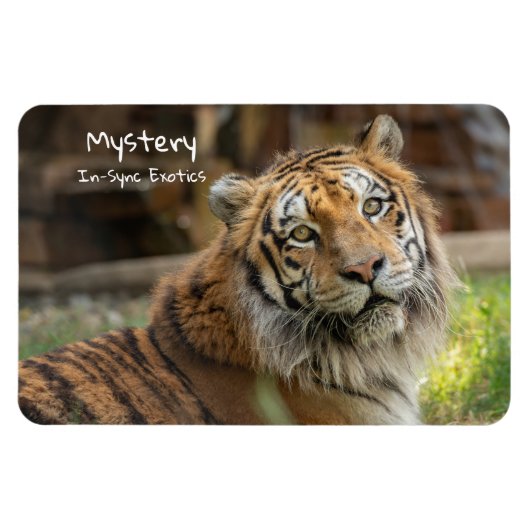 Magnet Flexible Mystère -  (Horizontal)