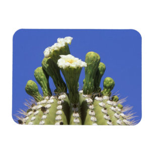 Magnet Flexible N.A., États-Unis, Arizona, Tucson, désert de Sonor