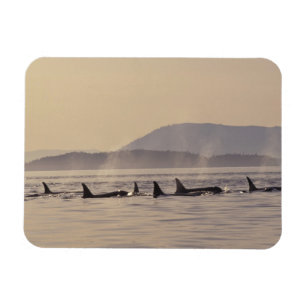 Magnet Flexible N.A., États-Unis, Washington, Îles San Juan Orque