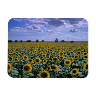 Magnet Flexible NA, États-Unis, Kansas, culture du tournesol