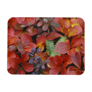 Magnet Flexible NA, USA, Alaska. Le Parc national de Denali. Bearb