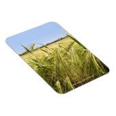 Magnet Flexible Nature botanique du grain de seigle (Côté Droit)
