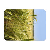 Magnet Flexible Nature botanique du grain de seigle (Horizontal)