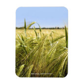 Magnet Flexible Nature botanique du grain de seigle (Vertical)