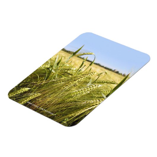 Magnet Flexible Nature botanique du grain de seigle (Côté Gauche)