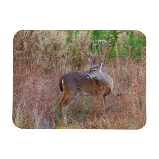 Magnet Flexible Nature Deer Doe Faune Photo Lac Arrowhead Ga. (Horizontal)