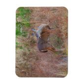 Magnet Flexible Nature Deer Doe Faune Photo Lac Arrowhead Ga. (Vertical)