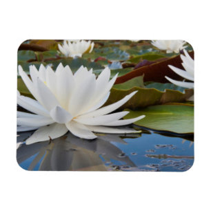 Magnet Flexible Nénuphar odorant (Nymphaea Odorata) sur Caddo