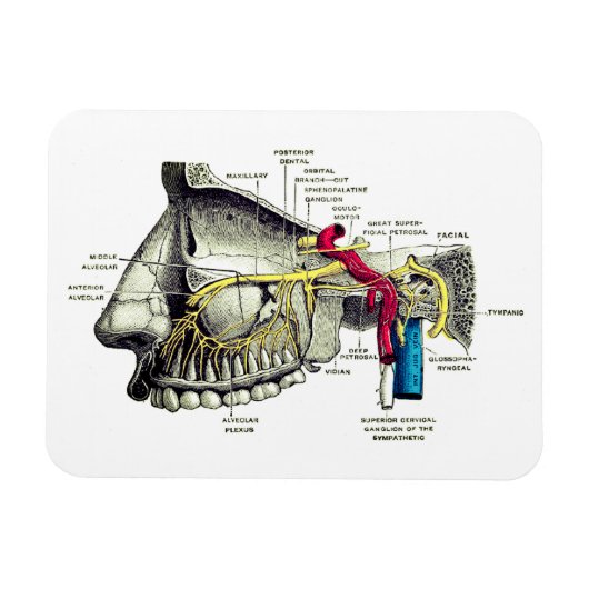 Magnet Flexible nerfs maxillaires anatomie humaine (Horizontal)