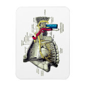 Magnet Flexible nerfs maxillaires anatomie humaine (Vertical)