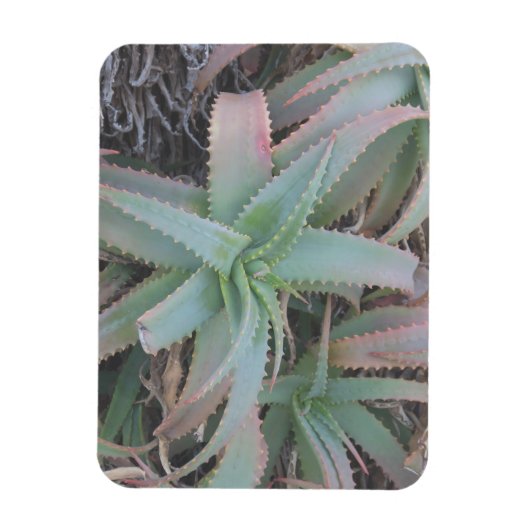 Magnet Flexible Nevada succulents (Vertical)