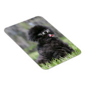 Magnet Flexible Noir Pomeranian (Côté Droit)