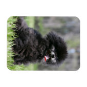 Magnet Flexible Noir Pomeranian (Horizontal)