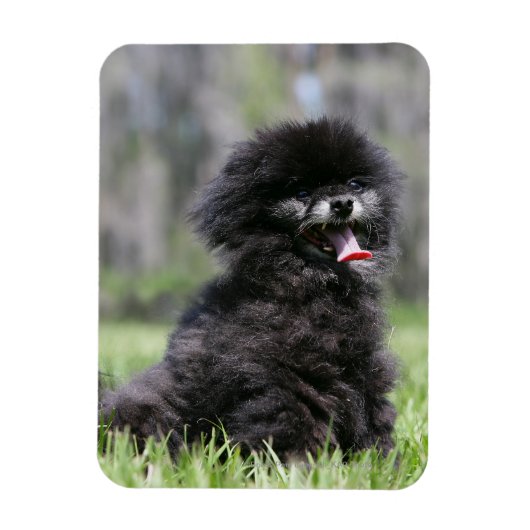 Magnet Flexible Noir Pomeranian (Vertical)