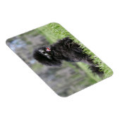 Magnet Flexible Noir Pomeranian (Côté Droit)