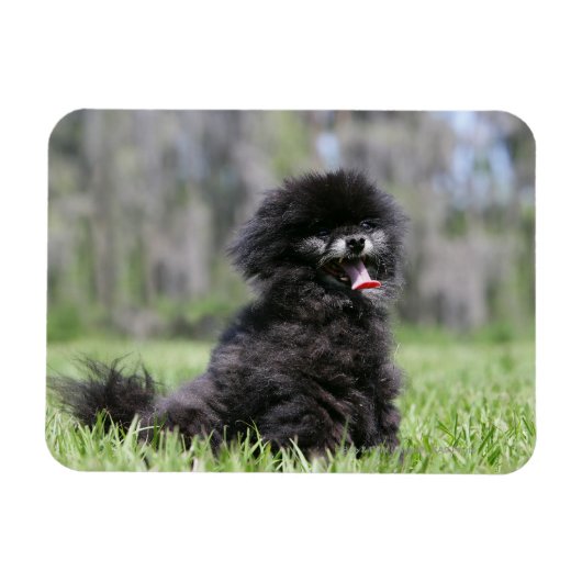 Magnet Flexible Noir Pomeranian (Horizontal)