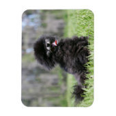 Magnet Flexible Noir Pomeranian (Vertical)