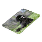 Magnet Flexible Noir Pomeranian (Côté Gauche)