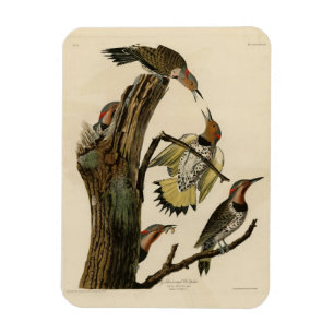 Magnet Flexible Norther Flicker de Audubon's Birds of America