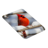 Magnet Flexible Northern Cardinal (Côté Droit)